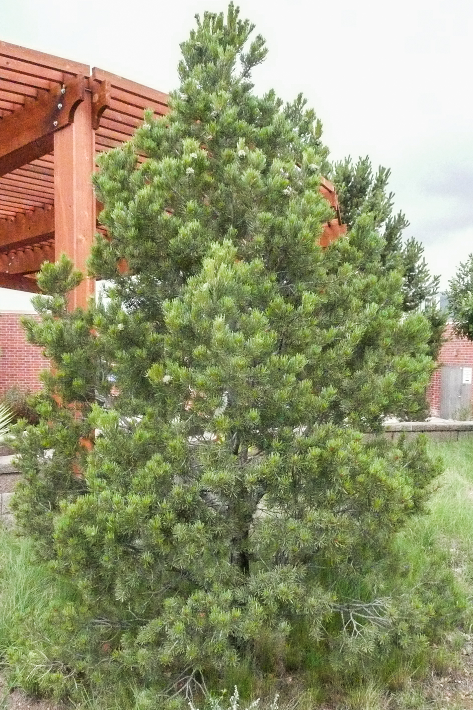 Pinyon Pine